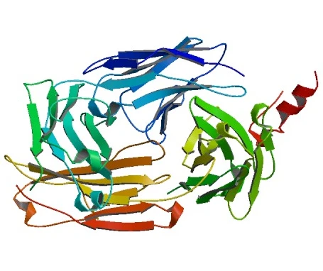 Rituximab Treats Autoimmune Diseases And Cancer